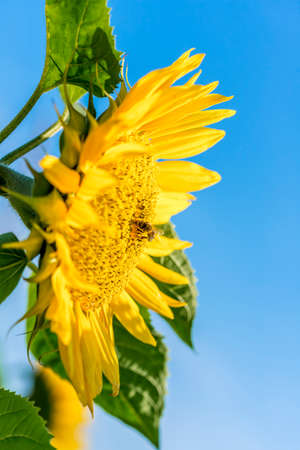 Side view of sunflower with honey bee.