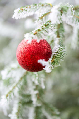 Red christmas ornament on spruce tree with frost.の写真素材