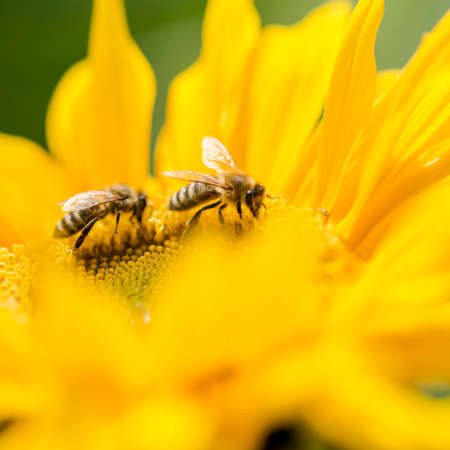 Two honey bees, Apis mellifera, foraging for nectar and pollen on a yellow sunflower, of importance in the production of honey as well as being critical to agriculture for the pollination of the cropsの写真素材