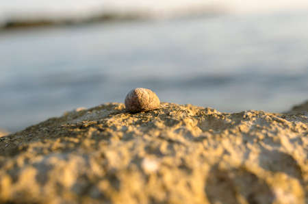Close up low angle view of a solitary sea snail or whelk on top of a coastal rock with shallow dof and copyspace.の写真素材