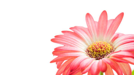 Beautiful fresh pink Gerbera flower isolated on a white with plenty of copyspace symbolic of spring and summer.の写真素材