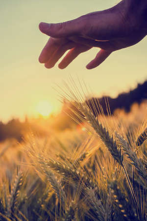 Retro image of male hand stroking ripening wheat field. Environmental protection concept.の写真素材