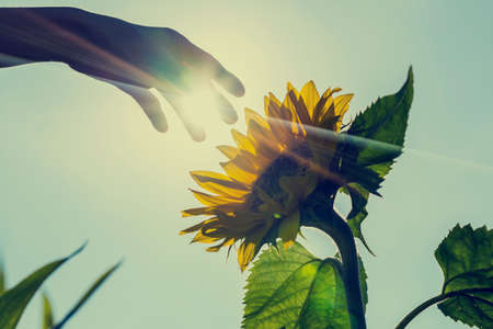 Retro image of sunburst over a sunflower with a hand reaching forwards to touch it in a conceptual...