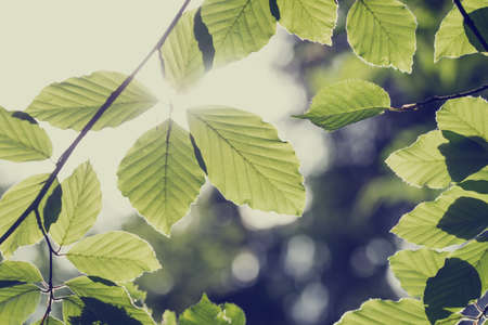 Retro style image of a fresh green spring beech leaves with sun flare.