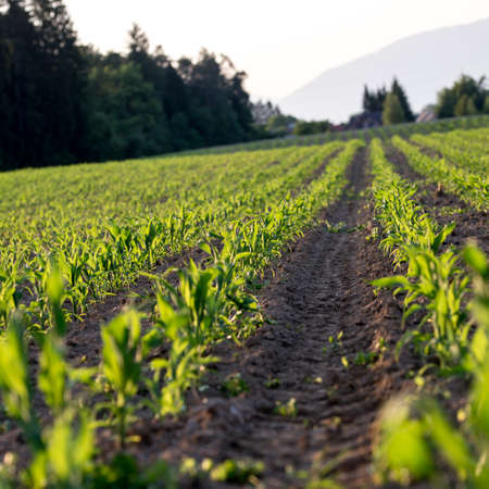 Low angle view of beautiful green corn field in late spring. Agriculture concept.
