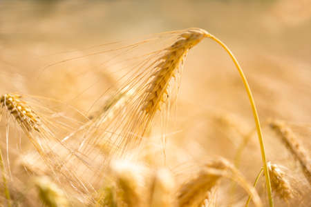 Closeup of golden wheat ear in blurred wheat field.の写真素材