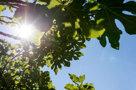 Sun shining through the green leaves of a fig tree in a bright sunburst conceptual of the freshness and beauty of nature on a clear sunny summer day.の写真素材