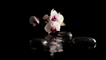 Spa background with beautiful delicate pink phalaenopsis orchids on massage stones reflected in cool pure water on a dark background with copyspace.の写真素材
