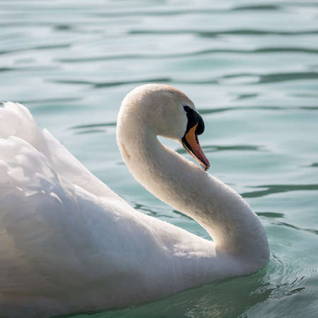Close up of a white swan with gracefully raised wings swimming on a tranquil lake.の写真素材