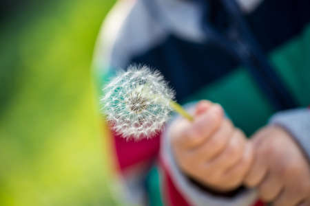 Child holding a dandelion clock or seed head in his hands outdoors in the garden with focus to the dandelion.の写真素材