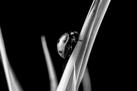 Monochrome image of a ladybug or ladybird climbing a blade of grass, close up side view showing the spots over a dark background with copyspace.の写真素材