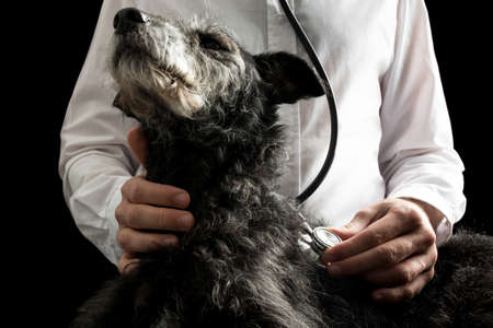 Vet examining a dog with a stethoscope listening to its heartbeat and lungs, closeup of the dogs head and disk of the stethoscope.の写真素材