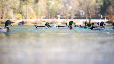 Low angle view across the water of a flock of colorful mandarin ducks swimming on a lake.の写真素材