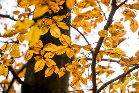Seasonal nature background of colorful golden yellow autumn beech leaves on a tree marking the changing of the seasons from summer to fall.の写真素材