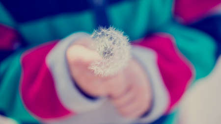 Close up of a young child holding a fragile dandelion clock with feathery seeds, toned retro effect.の写真素材
