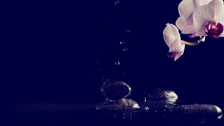 Spa background with pink phalaenopsis orchids and fresh water splashing on smooth black basalt spa stones conceptual of a hot rock massage, treatments, pampering and wellness, toned retro effect.の写真素材