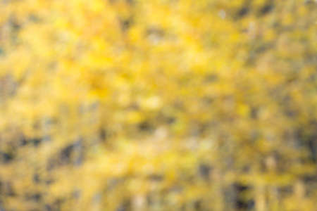 Blurred yellow natural background of defocused foliage for ecological concept.の写真素材