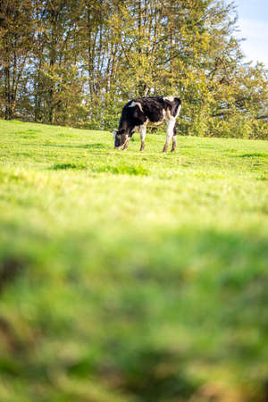 One Black and White Adult Cow Grazing at the Grassland with Tall Tress at the Side on One Sunny Day.