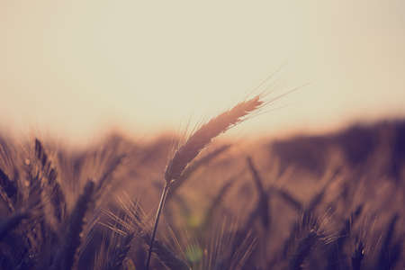 Retro vintage style image of a wheat field at sunrise with ears of ripening wheat back lit by the sun with copyspace over the sky in an agricultural and nature background concept.の写真素材