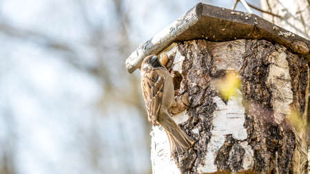 Wild Song Bird Perched at Opening of Rustic Bird House Made from Birch Tree Stump with Copy Space.の写真素材