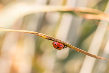 Close Up Profile of Red Lady Bug Crawling on Under Side of Dried Plant Leaf with Out of Focus...