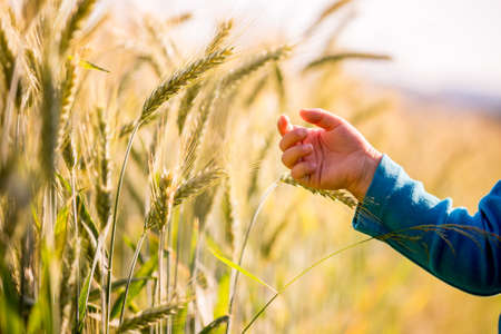 Child reaching out to touch young ears of wheat ripening in a field glowing in the early morning light in a conceptual image.の写真素材