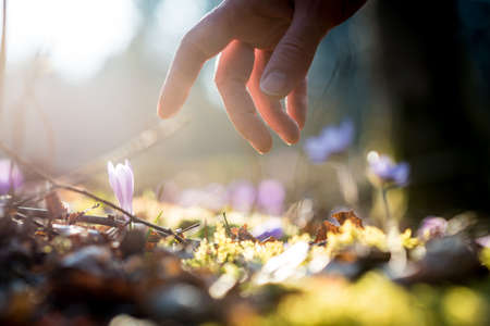 Conceptual image with a close up of the hand of a man above a new delicate blue flowers in a shaft of sunlight in a spring garden.の写真素材