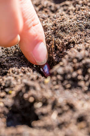 Fingers of a person planting a seed in the ground conceptual of plan, business startup or...