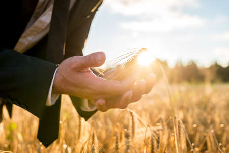 Businessman cupping a ripe ear of wheat in his hands holding it in front of the fiery orb of the...