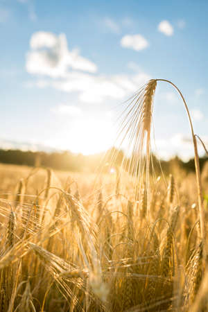 Textual close up low angle view of golden ear of wheat in an agricultural field illuminated by sun beneath blue sky and clouds.の写真素材