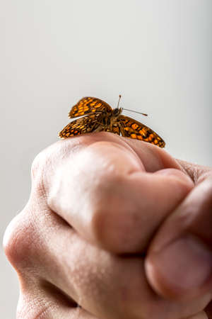 Closeup of a man with a butterfly with open wings on his clenched hand  in a conceptual image.の写真素材