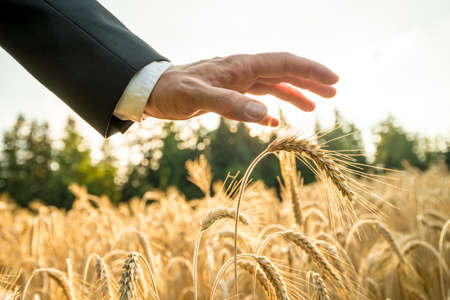 Businessman or environmentalist holding a palm of his hand above an ear of ripe golden wheat in a wheat field  at sunset backlit by the golden sun.の写真素材