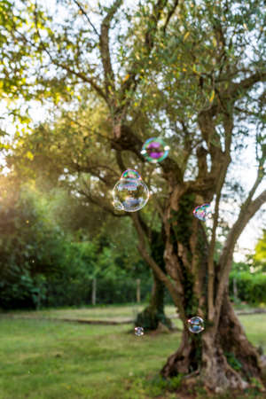 Small Bubbles Against Blurry Old Green Trees at the Park on a Sunny Day.の写真素材