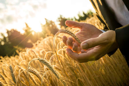 Closeup of hands of businessman cupping a ripe ear of wheat in holding it in front of the fiery orb of the rising morning sun in a conceptual image for business inspiration and start up.の写真素材