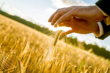 Hand of a business man reaching out to touch ears of golden wheat growing in a field at sunrise or sunset in a conceptual image of business,success and freedom.の写真素材