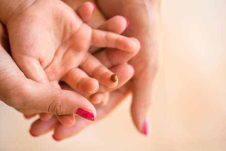 Top view of a mothers hand cupping her childs hand on which a red spotted ladybug or ladybird  is sitting.の写真素材