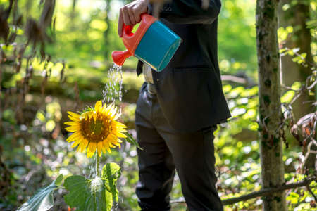 Businessman watering a sunflower in a wooded garden using a small kids toy watering can, close up view of his body in a suit.の写真素材