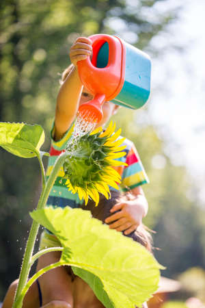 Young child sitting on the shoulder of a parent watering a sunflower from a bright red plastic water can on a hot sunny summer day.の写真素材
