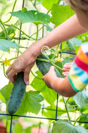 Close up view of the arms of a young mother and her small child picking fresh cucumbers from a trellised vine in the garden.の写真素材