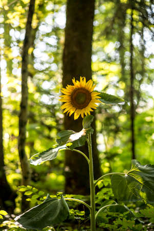 Beautiful yellow sunflower blooming in nature with a forested area in background symbolizing adoration, loyalty and longevity.の写真素材