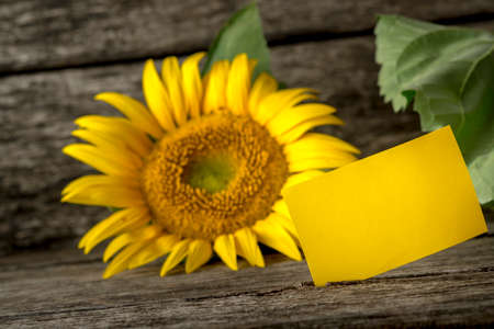 Blank yellow greeting card and a beautiful blooming sunflower on textured rustic wooden background with copy space ready for your message.の写真素材