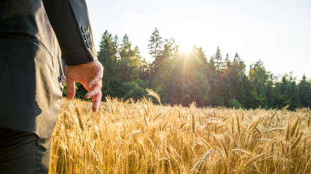 Rear view of man in elegant suit standing in ripening golden wheat field about to touch an ear of cereal plant with his hand in beautiful nature with sun rays coming through the tree tops.の写真素材