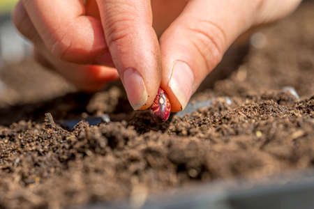 Closeup of female hand planting a seed of red bean in a fertile soil, conceptual of growth and agriculture.の写真素材