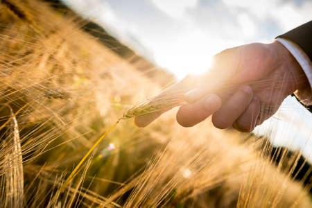 Closeup of male hand in elegant suit holding a ripening golden wheat ear backlit by a bright sun...
