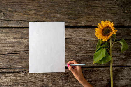 Top view of female hand with pink manicure about to write a message or letter on a white sheet of paper with beautiful blooming sunflower next to it lying on a rustic wooden boards.の写真素材