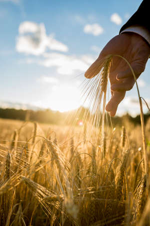 Closeup of male hand in elegant business suit touching a golden ear of wheat in wheatfield backlit by a bright sun flare.の写真素材