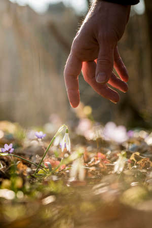 Closeup of male hand reaching down to touch a delicate first spring snowdrop flower symbolising the changing seasons.の写真素材