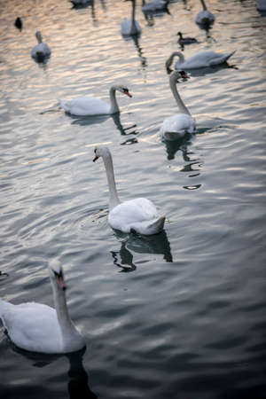 Elegant white swans on a lake in the evening.