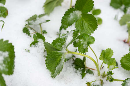 Top view of strawberry seedling growing in a garden covered with hail or snow.の写真素材