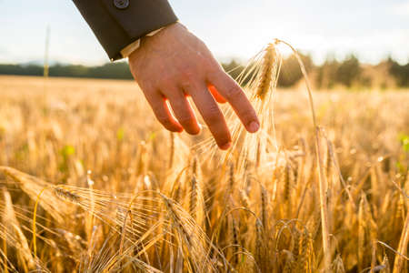 Closeup view of male hand in business suit touching a golden wheat ear growing in a field lit by a bright sun. Conceptual of environmental care and protection.の写真素材